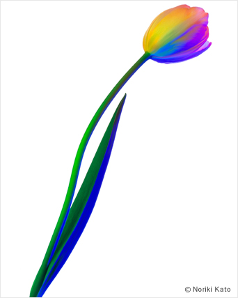 ʐ^FFlower