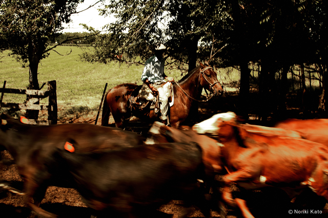 ʐ^FGaucho